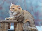 Британский кот вязка золотая шиншилла британец