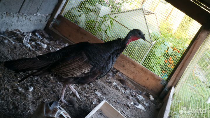 Индюки,семья,4 штуки