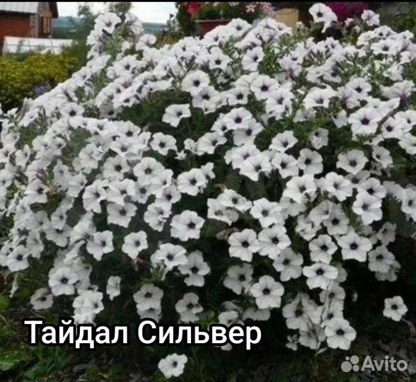 Петуния тайдал