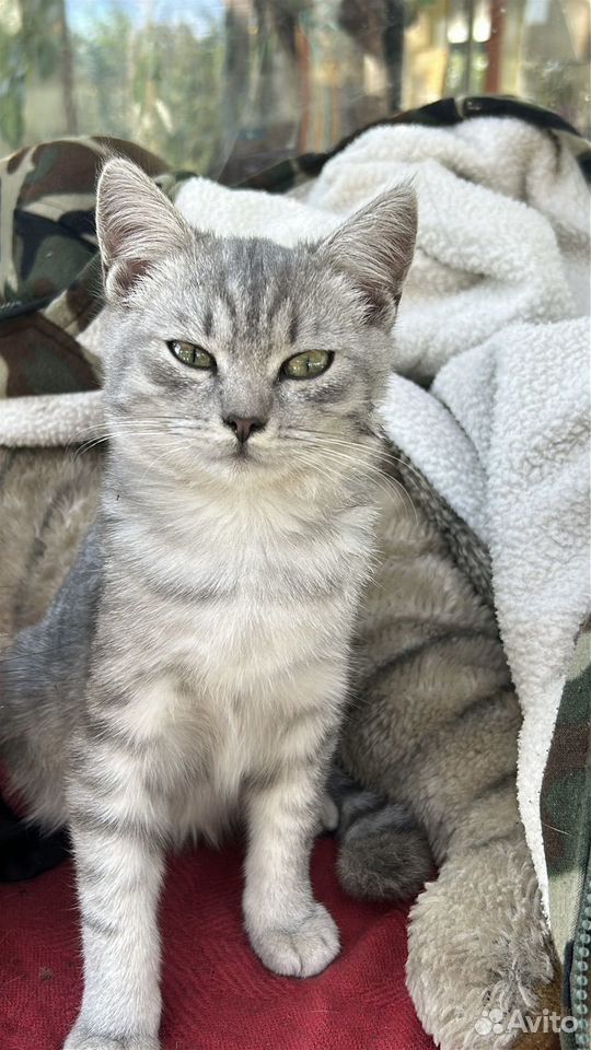 Котёнок в добрые руки, Губкин