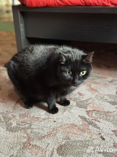 Кошка турецкая ангора