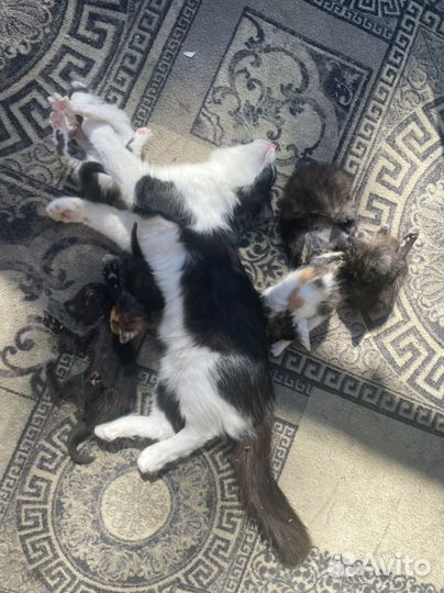 Котята в добрые руки