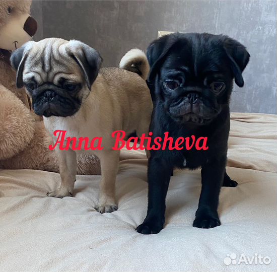 Щенки мопса черные