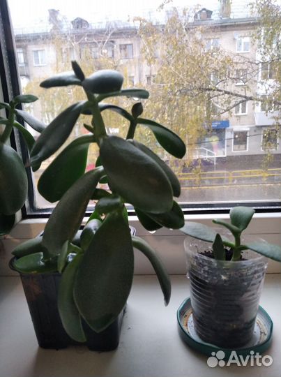 Денежное дерево толстянка