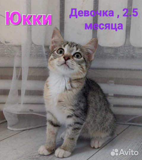 Котята в добрые руки
