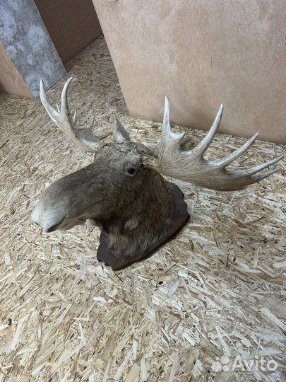 Рога лося