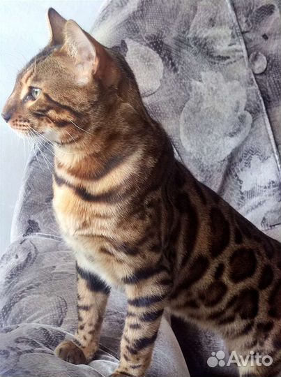 Бенгальский кот вязка