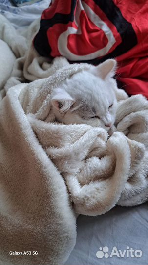Кошка британка