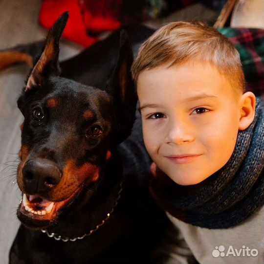 Доберман для фотосессии, Казань