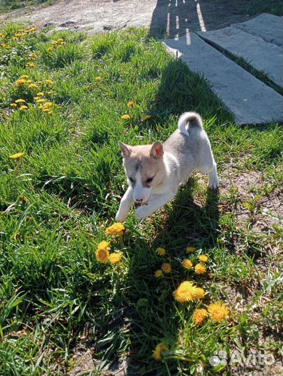 Щенки лайки зсл