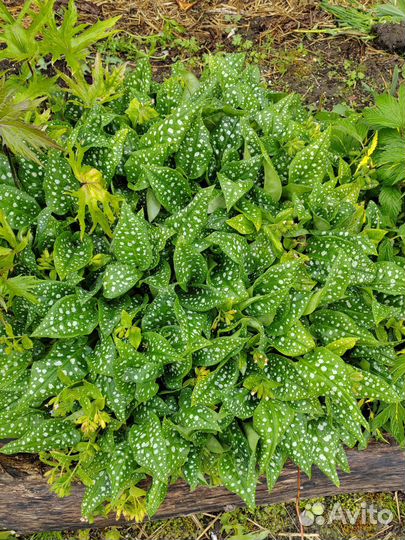 Многолетники