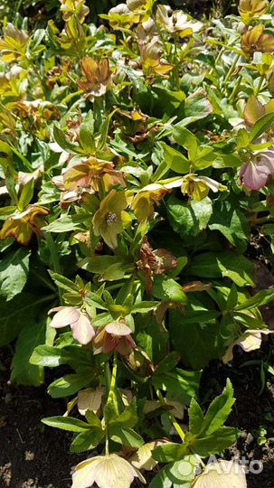 Морозник кавказский