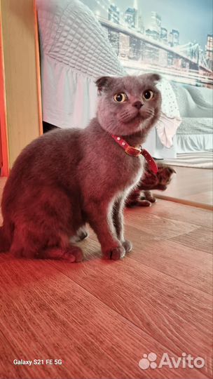 Шотландская вислоухая