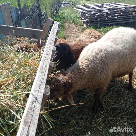 Овцы бараны ягнята