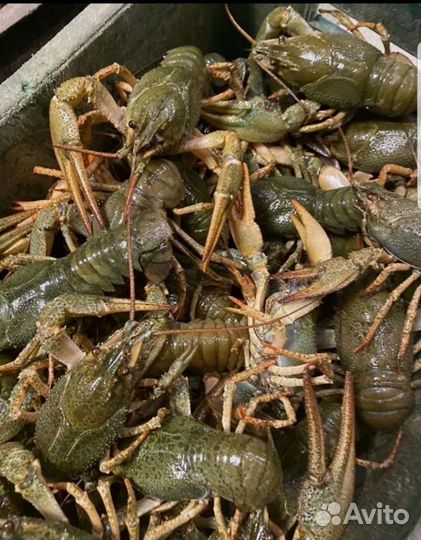 Живые раки. В наличии
