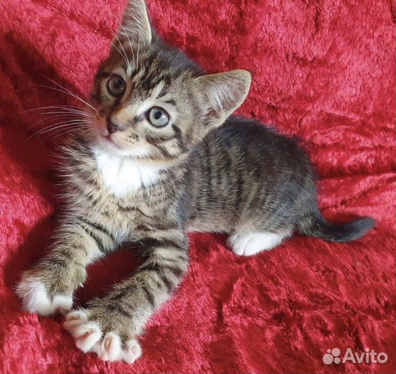 Чудесный малыш в поисках дома