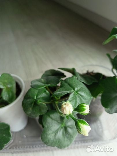 Пеларгонии сортовые