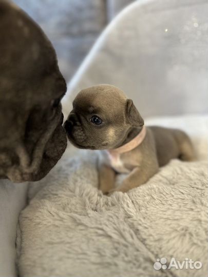 Французский бульдог голубой подпал, соболь девочка