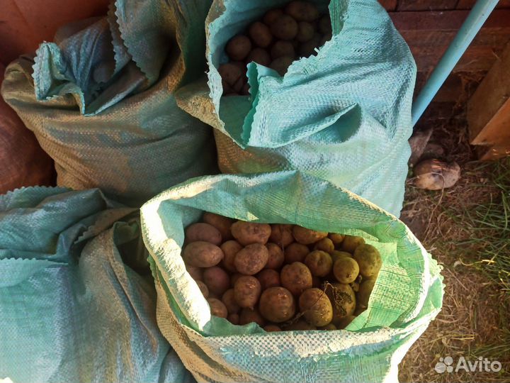 Картофель мелкий на корм скоту