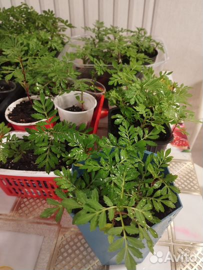 Рассада бархатцев