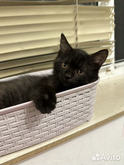 Котята в дар