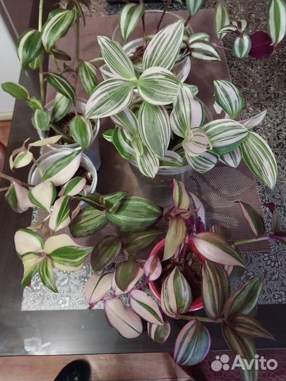 Традесканция