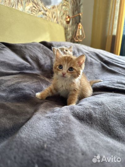 Котик 1 месяц