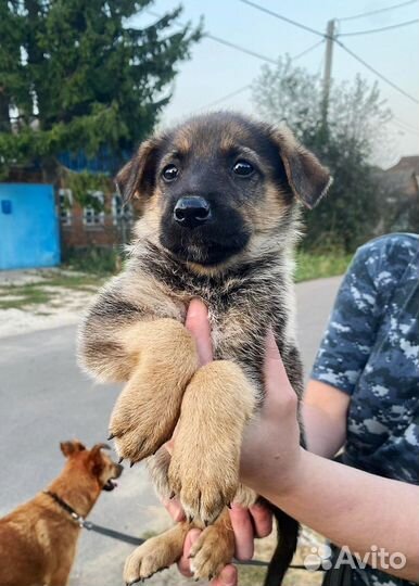 Щенок мальчик в добрые руки