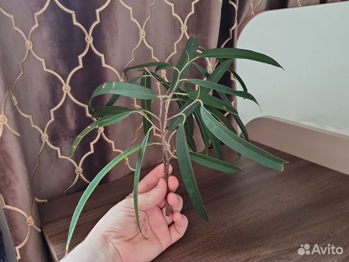 Фикус бенджамина Али