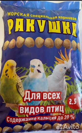 Морская ракушка