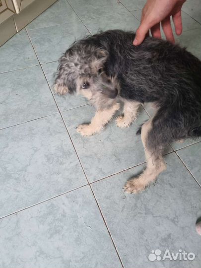 Щенки китайской хохлатой