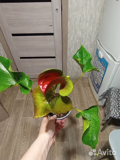 Антуриум динамид ред