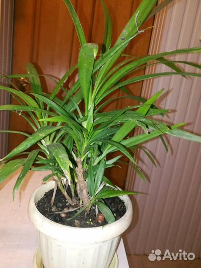 Комнатные растения