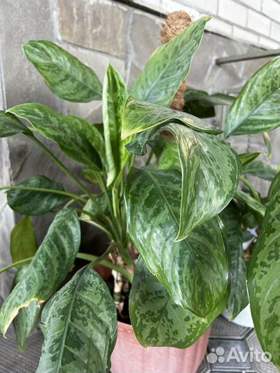 Диффенбахия