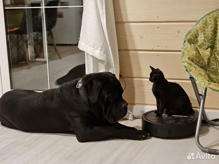 Отличные котята