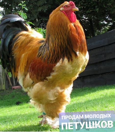 Продам петухов