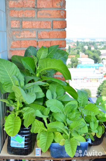 Саженцы натурального табака. Популярные сорта