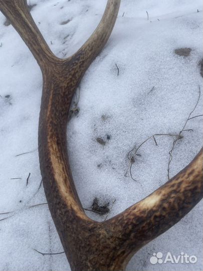 Рога косули