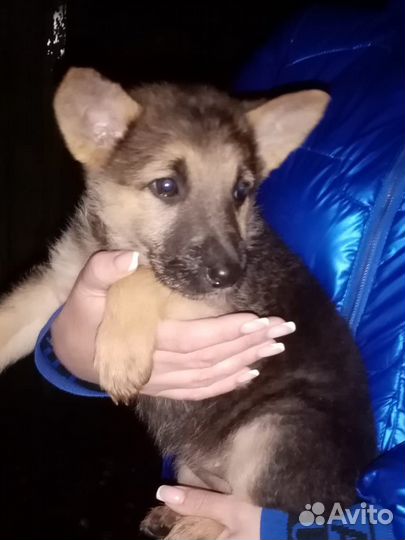 Щенок девочка