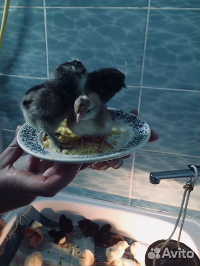 Продам деревенских цыплят