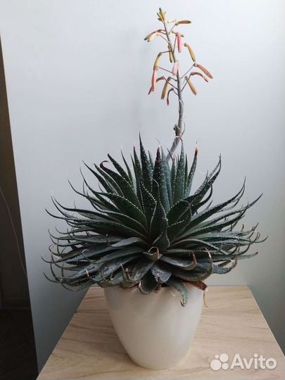 Алоэ остистое