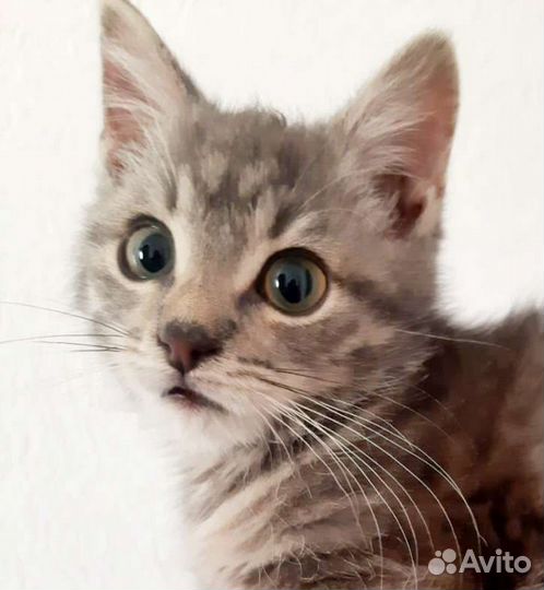 Малышик котик ищет дом