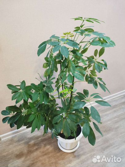 Шефлера (красивый большой цветок)