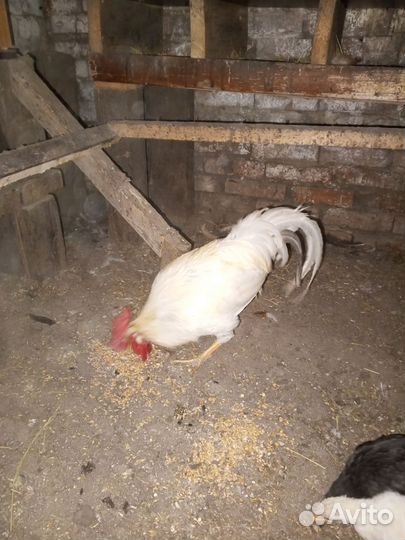 Петухи домашние