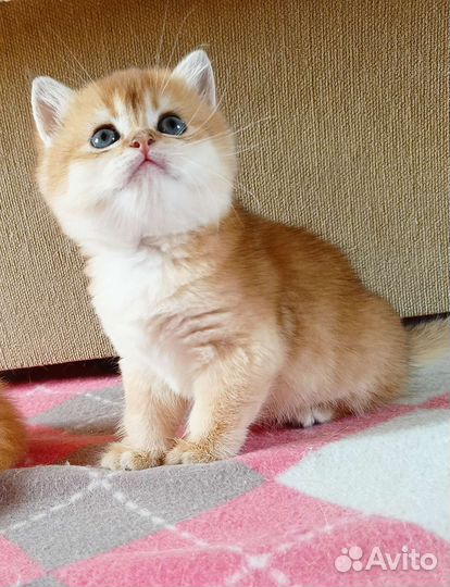 Британские золотые девочки