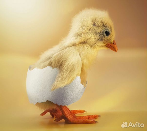 Цыплята, яйцо инкубационное