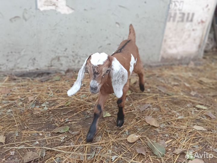 Англо нубийские козлята