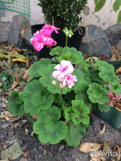 Цветы домашние в горшках