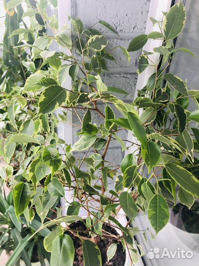 Фикус Бенджамина пестролистный