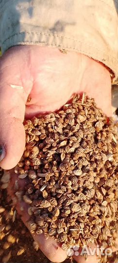 Эспарцет семена